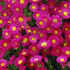 Astra alpský trvalka - nenáročná zahradní krása, kvetoucí celé léto